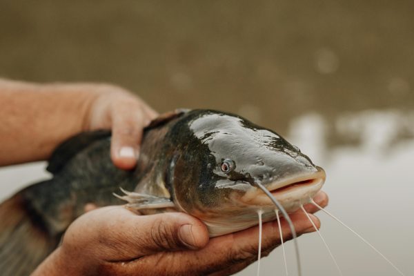 Catfish